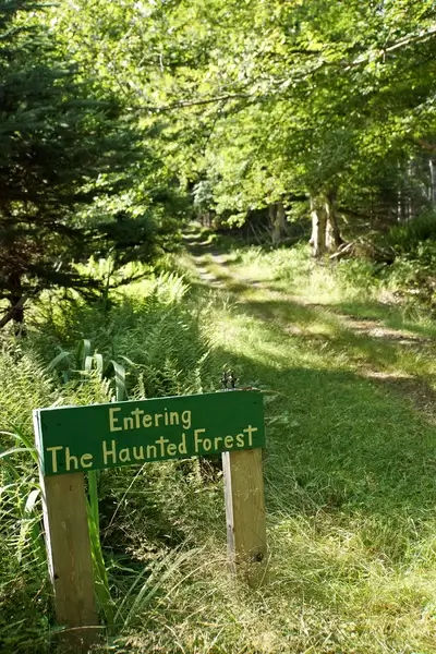 dsc01157 haunted forest