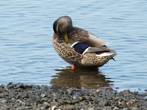 duck female bird