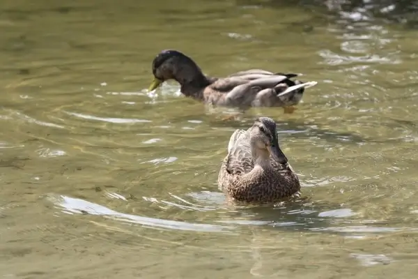 duck hybrid bird