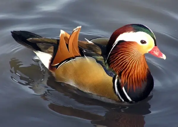 duck mandarin ducks aix galericulata