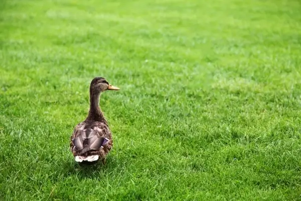 duck on green grass