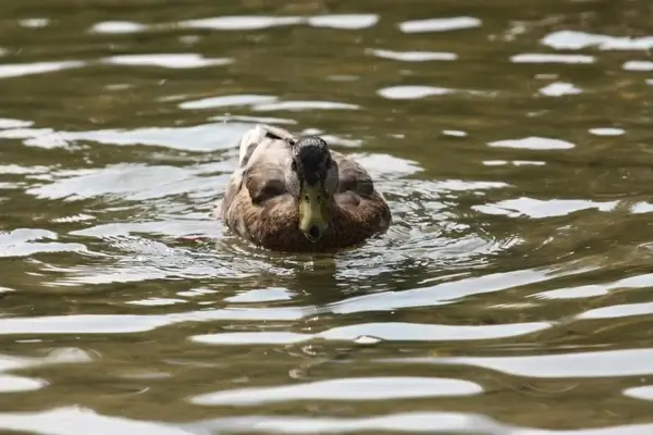 duck pond hybrid
