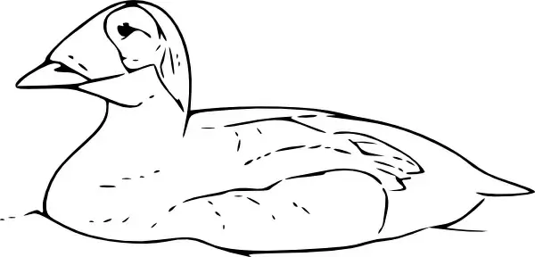 Duck Swimming clip art