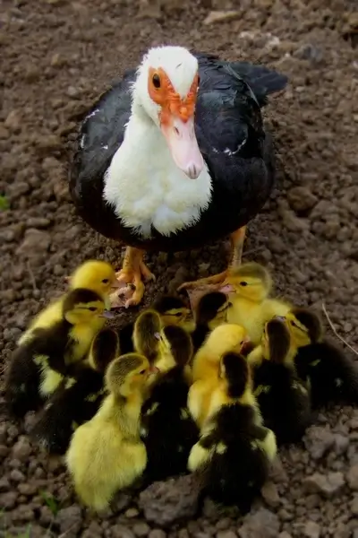 duck with ducklings