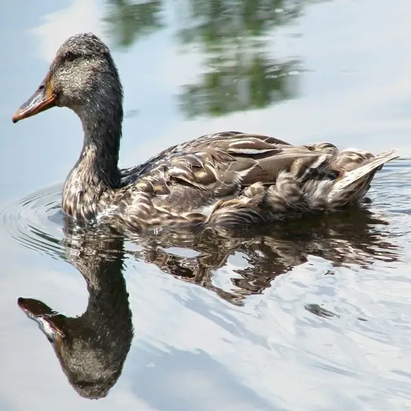 duck with reflection