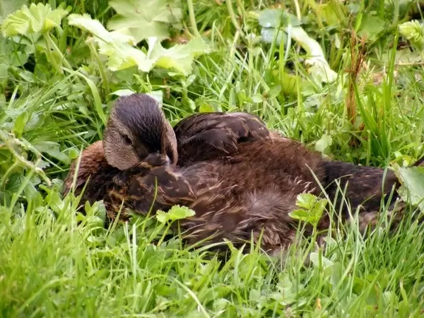 duckling