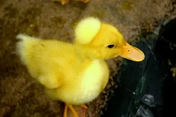 duckling