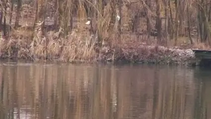 Ducks