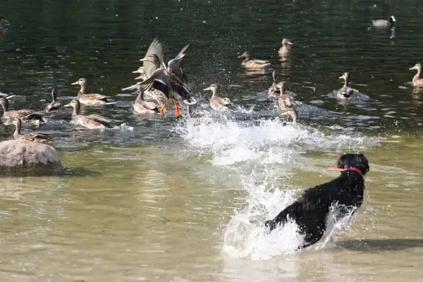 ducks pond park