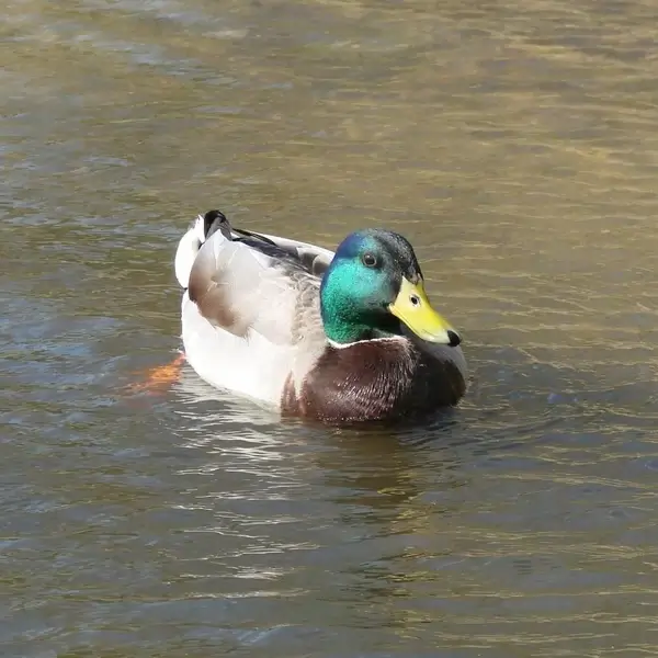 ducky