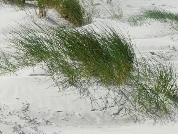 dunes north sea sea