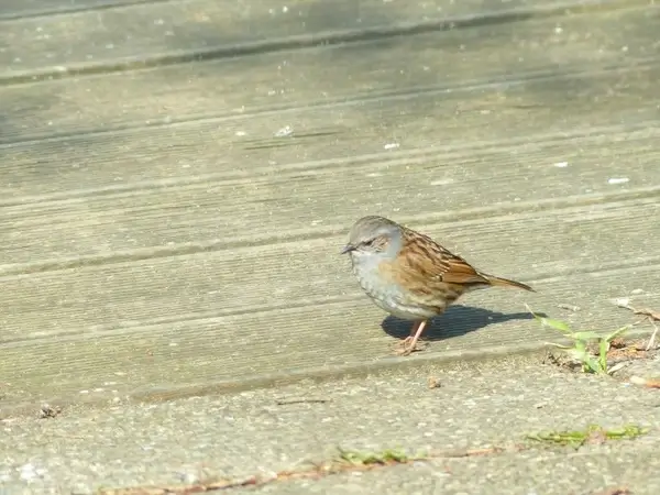 dunnock bird animal