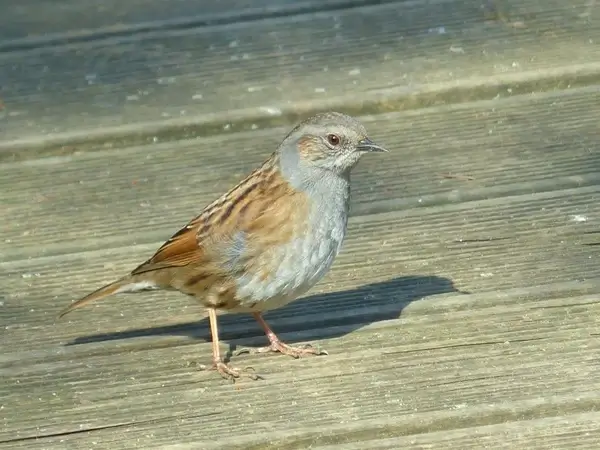dunnock bird animal