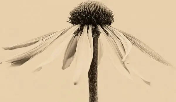 dying flower
