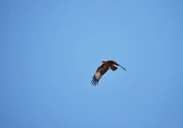 eagle benaulim flying