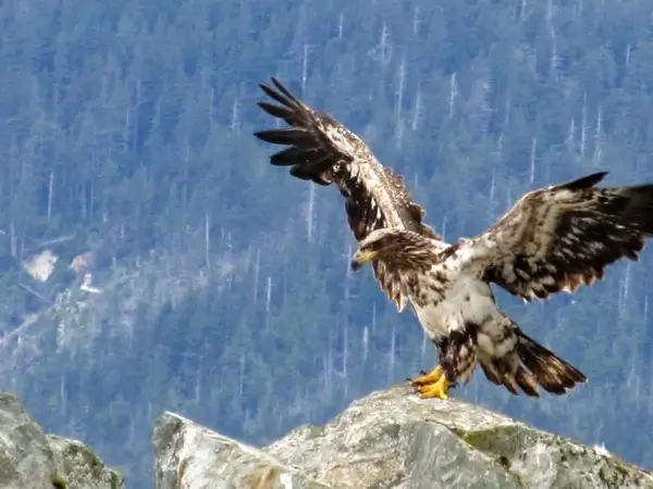 eagle landing 