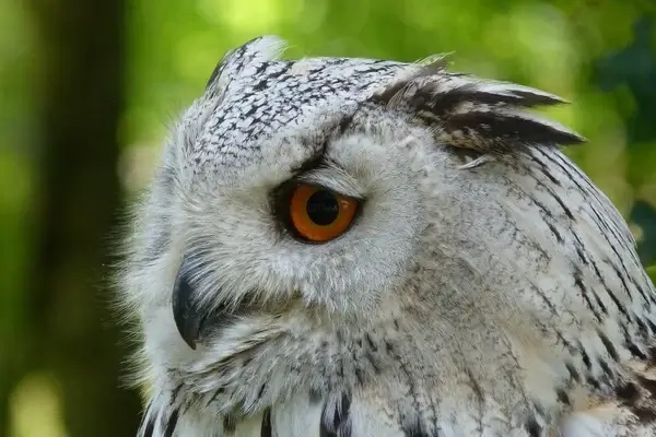 eagle owl owl bird