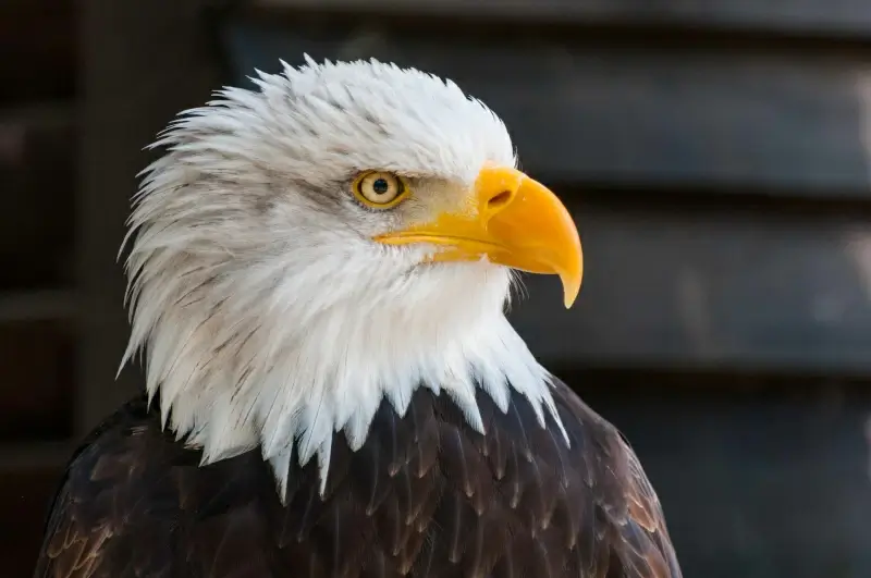 eagle picture elegant contrast closeup face