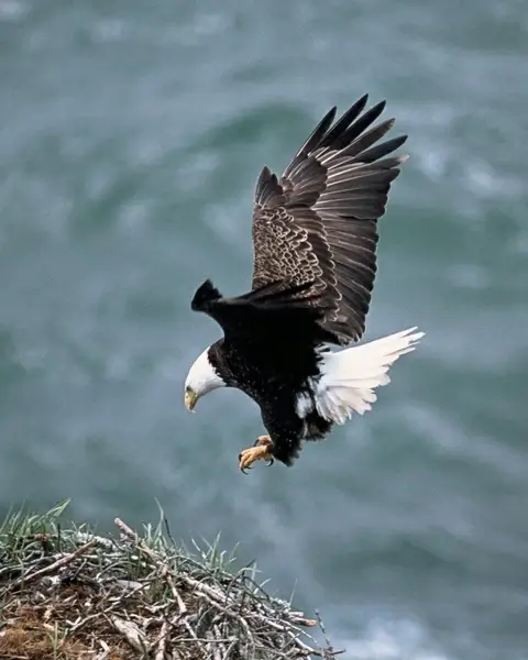 eagles nest flying bald eagle