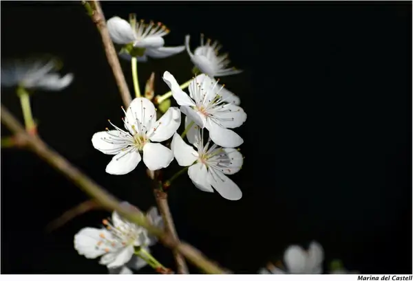 early spring