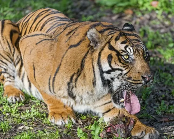 eating sumatran tiger