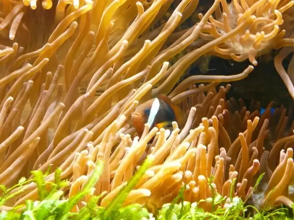 echter club fish amphiprion percula