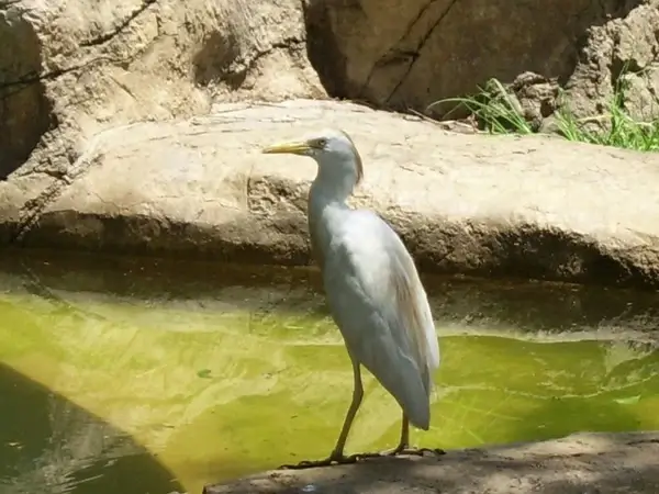 egret
