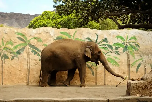 elephant