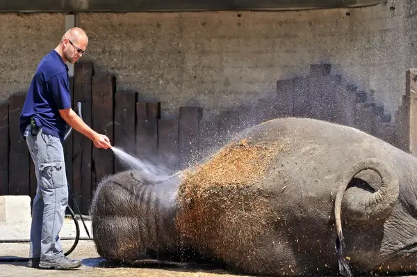 elephant bath