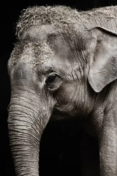 elephant portrait