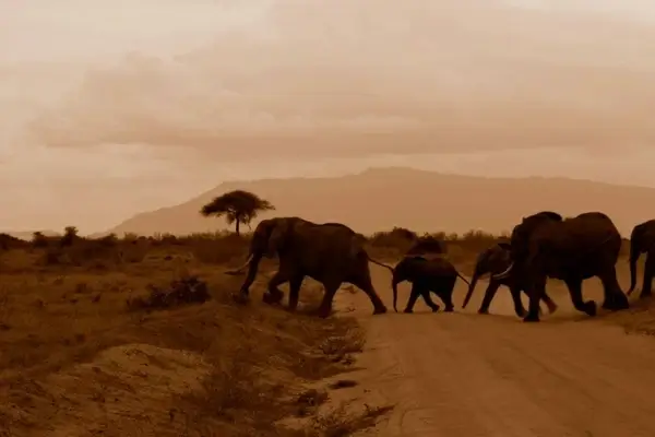elephants crossing road