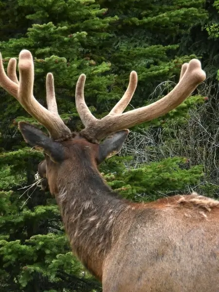 elk antlered antler