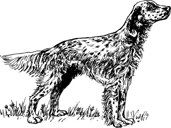 English setter bw