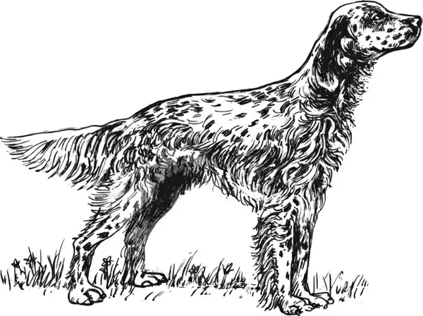 English setter grayscale