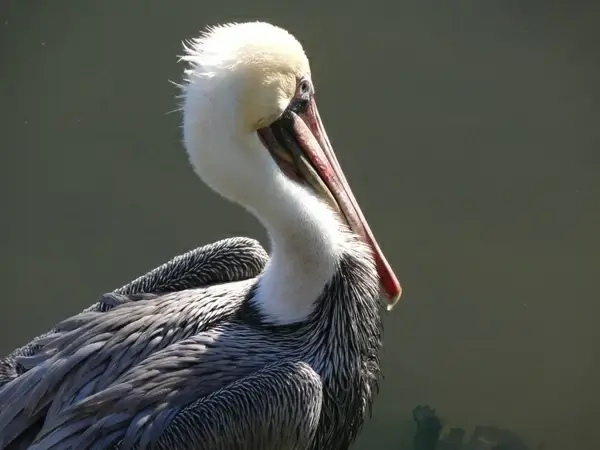 ensenada mexico pelikan