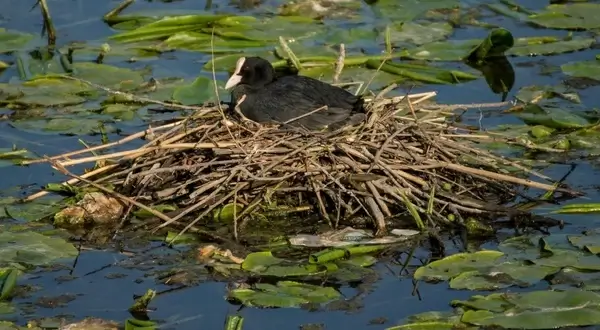 eurasian coot bird fowl