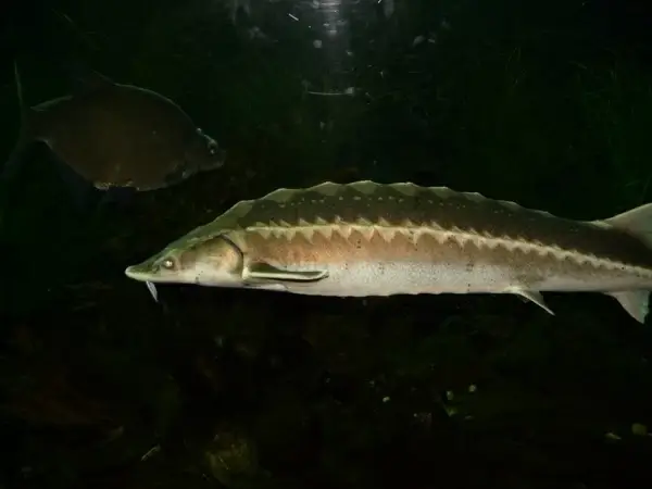 european sturgeon fish swim