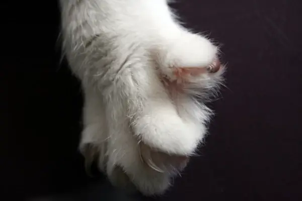 every rose has its thorns every cat has its claws