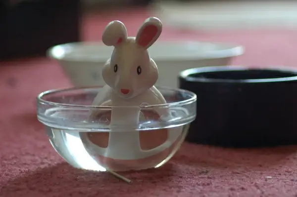 example of territorial behavior in rabbits