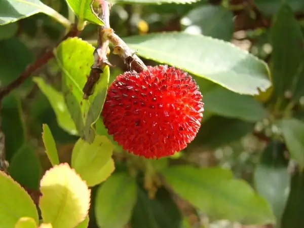 exotic fruits south exotic