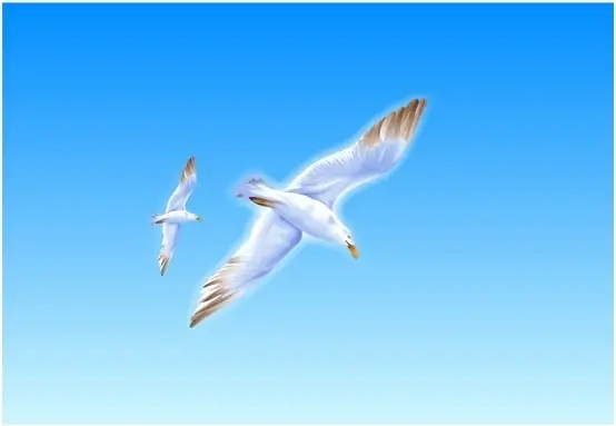 seagull flying drawing colorful design realistic style