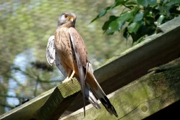 falcon bird griffin