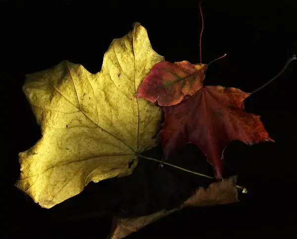 fall collection