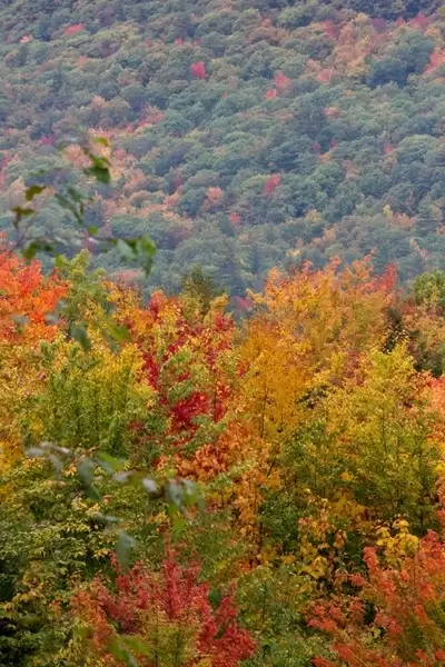 fall foliage autumn trees leaves 
