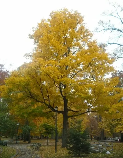 fall in the park 