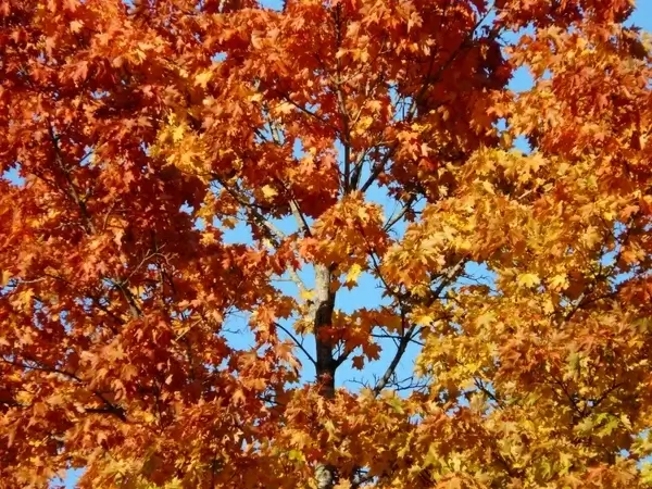 fall leaves tree maple