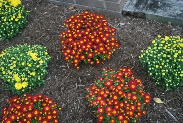 fall mums