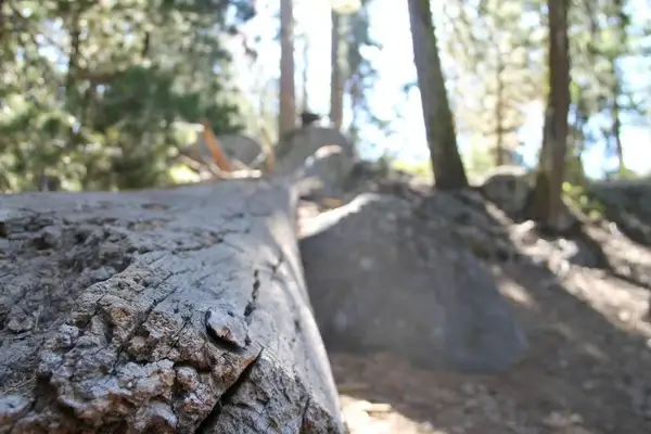 fallen log in forest