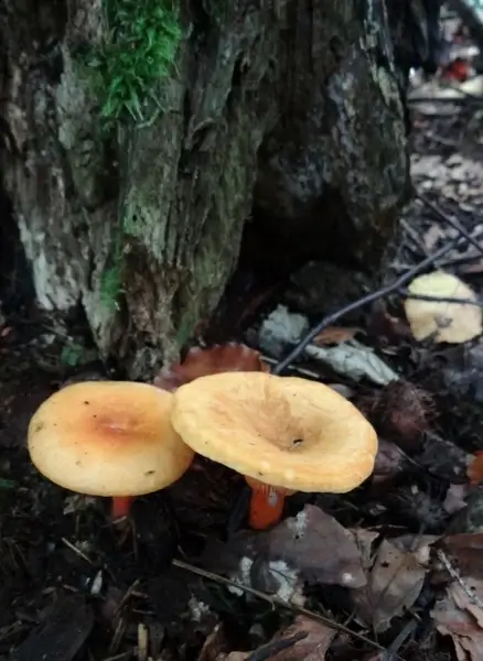 false saffron milkcap