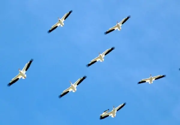 family flight formation